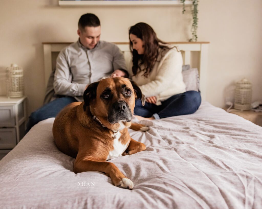 cavan-newborn-photos-pet-furbaby-dog
