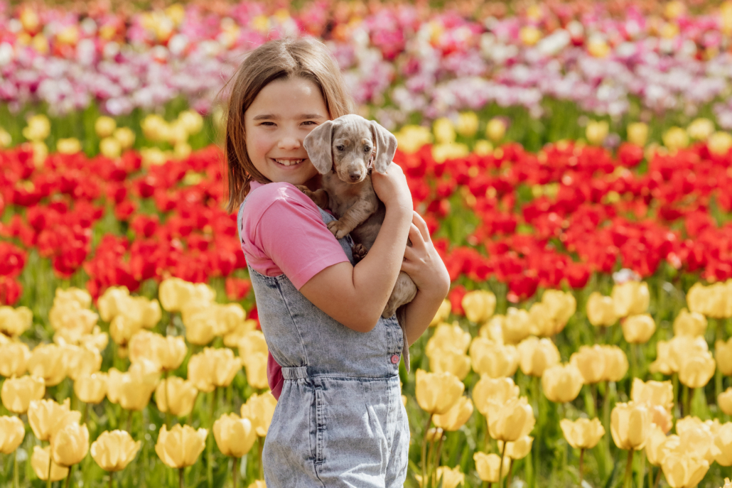 strawberry-fields-farm-lifton-tulip-fest